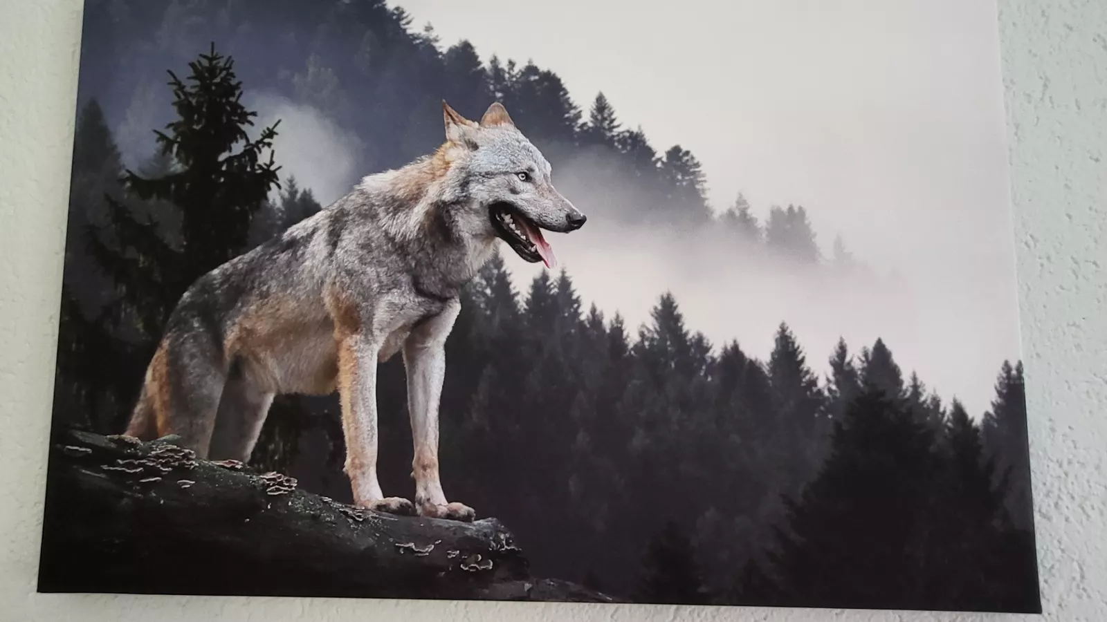 Wolf zimmer ( hond-baas kamer)