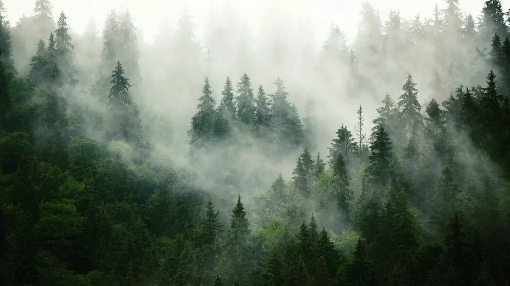 Nebel Waldzimmer
