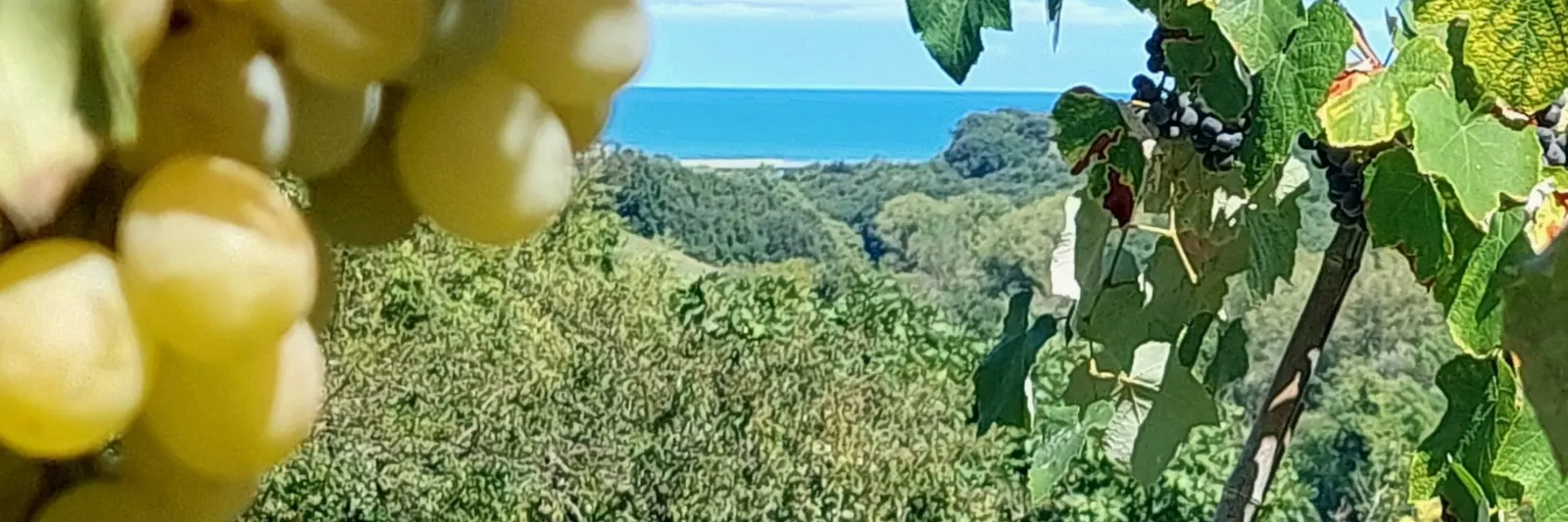 Fattoria Adriatica