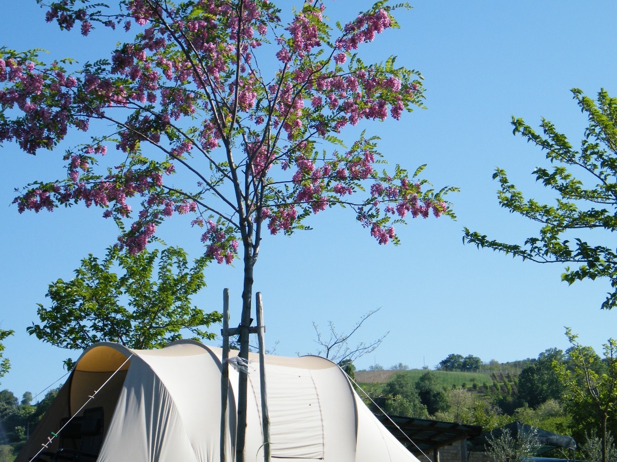 Agricamp Picobello, Camping en B&B
