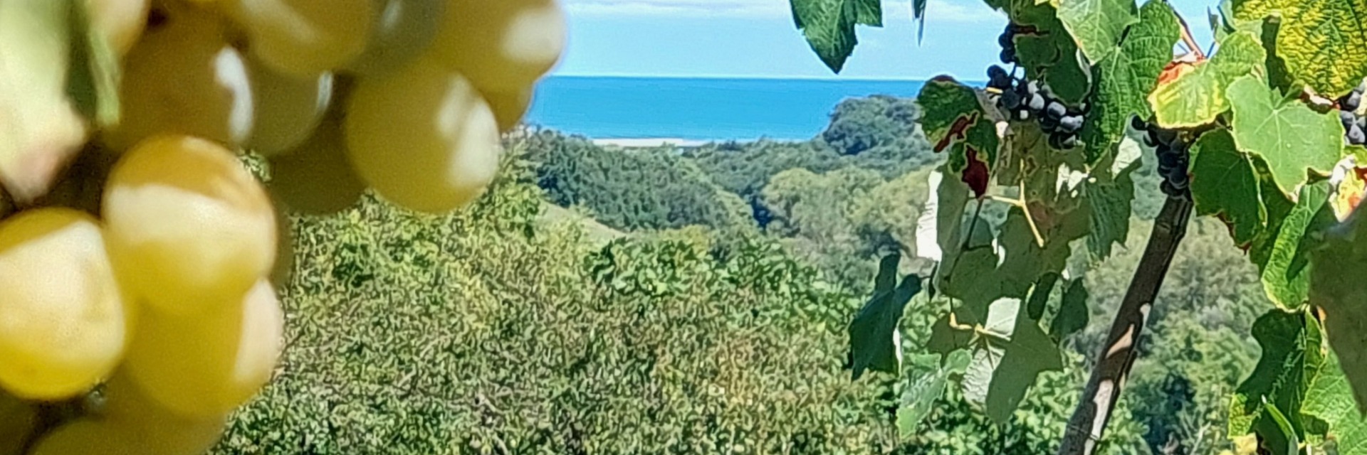 Fattoria Adriatica